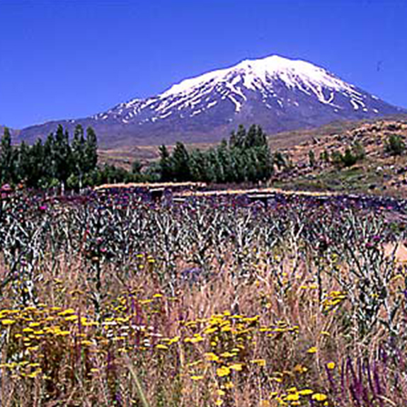 Tamzara
