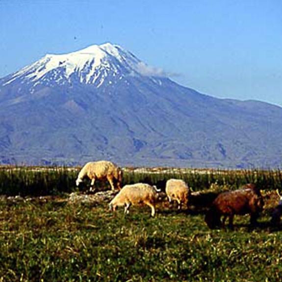 Tamzara